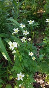 Anemone virginiana (Thimbleweed)