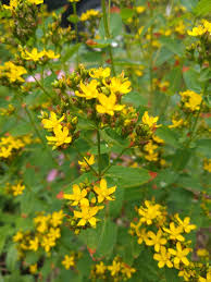 Hypericum punctatum (Dotted Saint John's Wort)