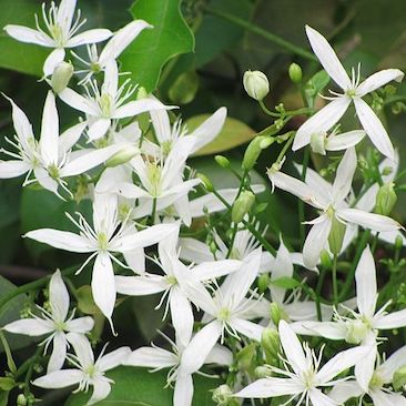 Clematis virginiana (Woodbine, Virgin's Bower) – Northeast Pollinator ...